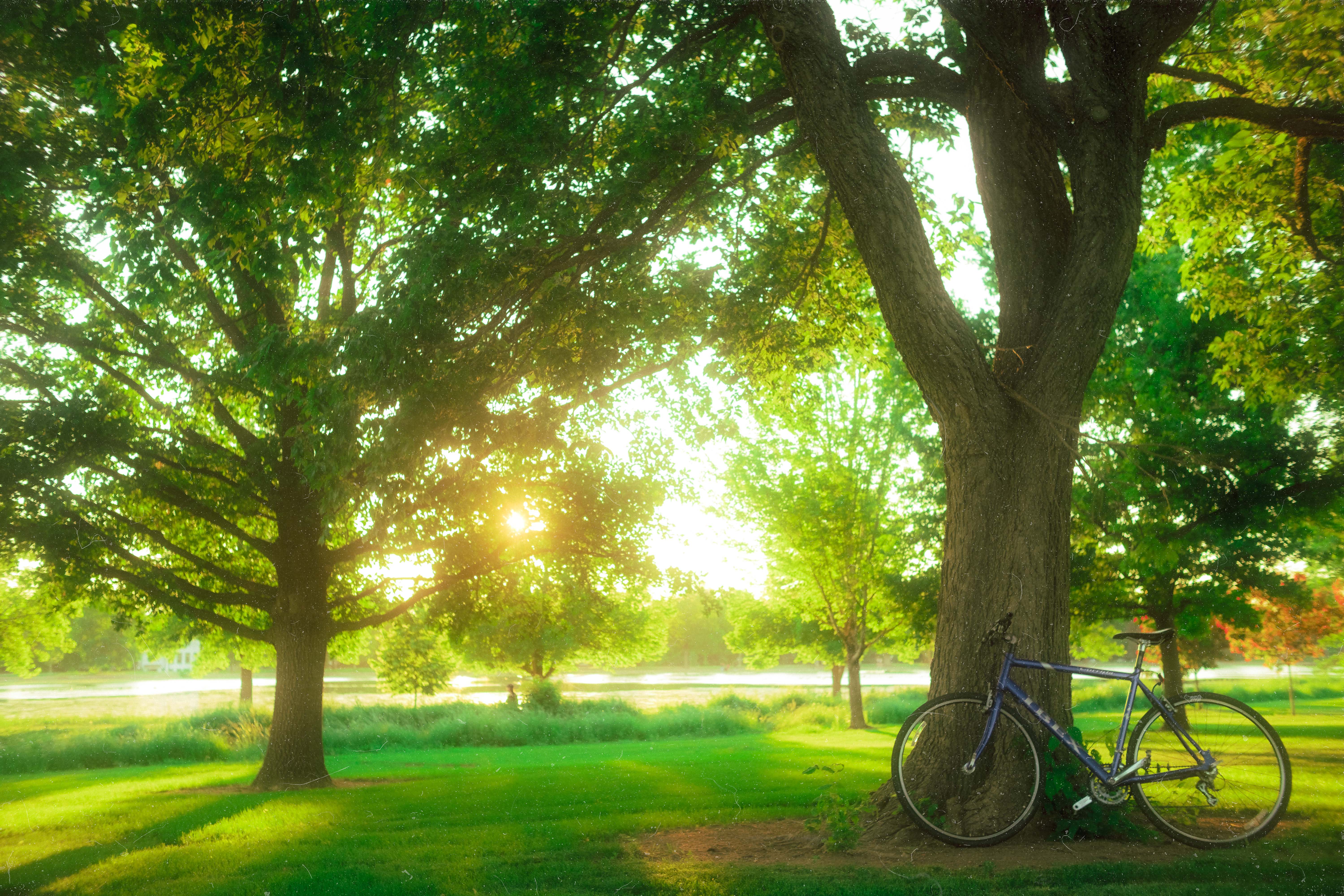 Bicycle leaning against a sunlit tree in a park